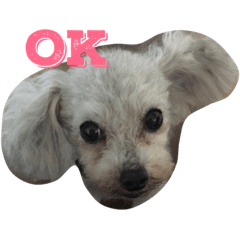 [LINEスタンプ] spikechappytyimon