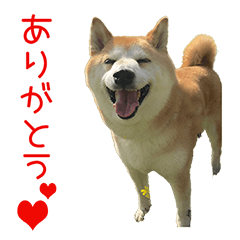 [LINEスタンプ] 柴犬はな