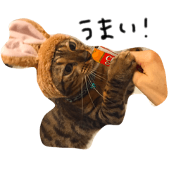 [LINEスタンプ] ねこ(みゃおとつむぎ)の日常