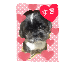 [LINEスタンプ] 犬のまあくん