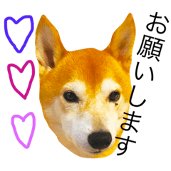 [LINEスタンプ] 柴犬の小言