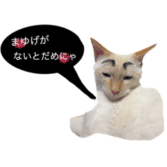 [LINEスタンプ] 猫ちゃんのスタンプ☆