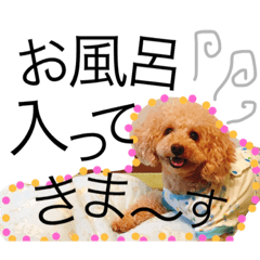 [LINEスタンプ] 愛犬ハルリノの親バカスタンプ