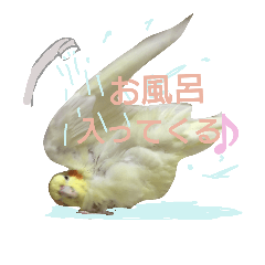 [LINEスタンプ] オカメインコのちゃぴ♡実写 