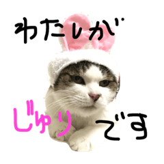 [LINEスタンプ] 猫のじゅり