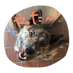 [LINEスタンプ] 甲斐犬こころ。女の子です。