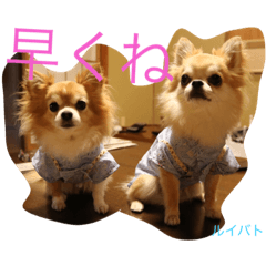 [LINEスタンプ] チワワのルイバトさん
