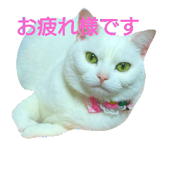 [LINEスタンプ] アメショのみるく 5 (敬語)