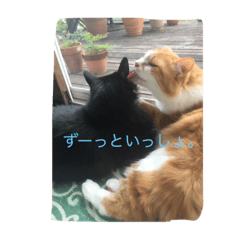 [LINEスタンプ] SeaCats