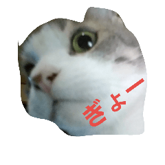 [LINEスタンプ] 猫ーろくちゃん