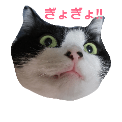 [LINEスタンプ] hachiware cat tamao！