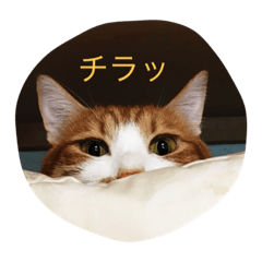 [LINEスタンプ] ぶー1