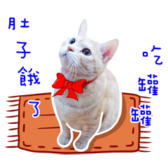 [LINEスタンプ] Cat story1-A lovely Cat's daily！！の画像（メイン）