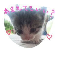 [LINEスタンプ] のんびり南の島みゃんか2