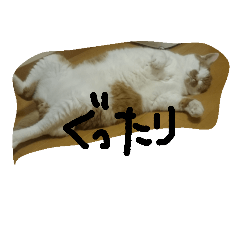 [LINEスタンプ] ねこ、思う