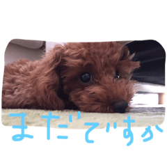 [LINEスタンプ] もこみちの日常