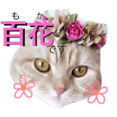 [LINEスタンプ] Moka！Moka！！