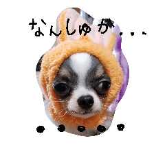 [LINEスタンプ] チワワとにゃんこの大家族♥♥