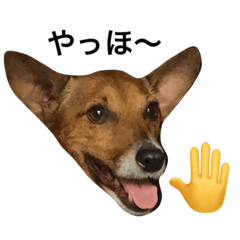 [LINEスタンプ] ジャックの小次郎