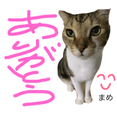 [LINEスタンプ] 猫まめ♡にゃ〜