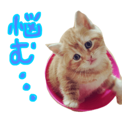 [LINEスタンプ] シロ＆ビック＆リリー