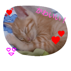 [LINEスタンプ] まめちゃんスタンプ！ fetchpriority=high