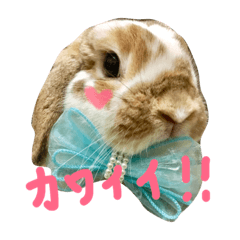 [LINEスタンプ] たれみみのエル 