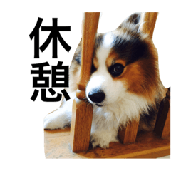 [LINEスタンプ] コーギー犬〜きなこあんこの日常2