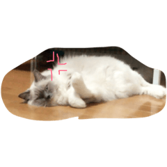 [LINEスタンプ] モナの毎日