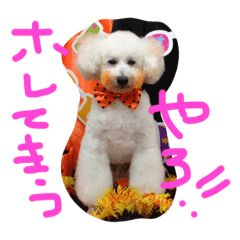 [LINEスタンプ] おやじ犬 ちっぷ