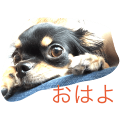 [LINEスタンプ] Chihuahuako