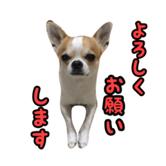 [LINEスタンプ] テンの日常