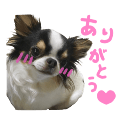 [LINEスタンプ] チワワの姫と殿