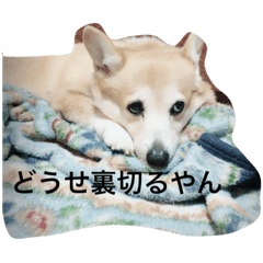 [LINEスタンプ] コーギー犬まる