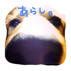 [LINEスタンプ] わんこず。
