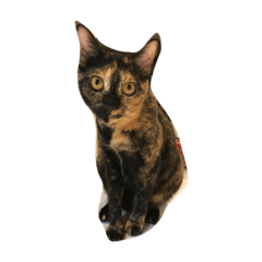 [LINEスタンプ] サビねこヒョイヒョイ♡