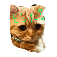 [LINEスタンプ] 猫どうし