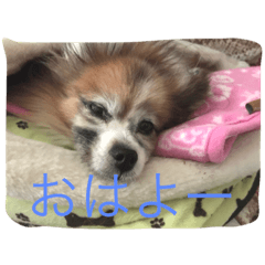 [LINEスタンプ] パピヨンショコラのつぶやき