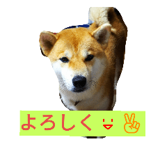 [LINEスタンプ] 柴犬くう3