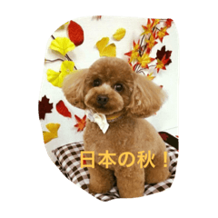 [LINEスタンプ] お宝写真