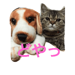[LINEスタンプ] フクのスタンプ
