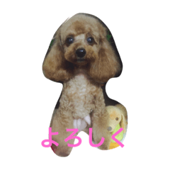 [LINEスタンプ] トイプーラブ