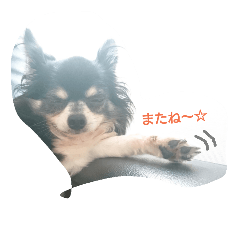 [LINEスタンプ] Chihuahua no SAKURA san