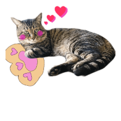 [LINEスタンプ] ねこのゆめちゃん（♂）