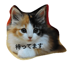 [LINEスタンプ] Lovely cat Mel and Luc