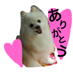 [LINEスタンプ] ポメラニアン9