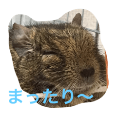 [LINEスタンプ] デグーDeちゅー