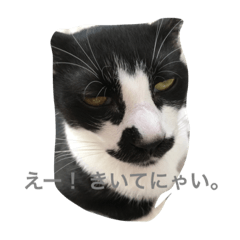 [LINEスタンプ] 子猫スタンプだにゃ