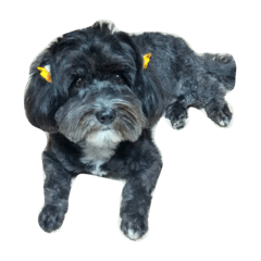 [LINEスタンプ] my dog and my friends