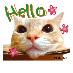 [LINEスタンプ] Yogi-chan 3